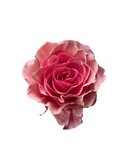 painted pink rose real png cutout