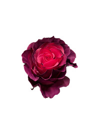 pink rose isolated png