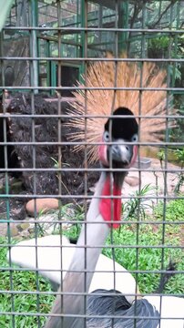 The black crowned crane, or Black Crowned Crane (Balearica pavonina), is a large bird known for the golden crown of feathers on its head. Conservation at Ragunan Zoo, Jakarta, Indonesia.