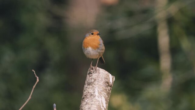 Robin red brest perched on tree stump