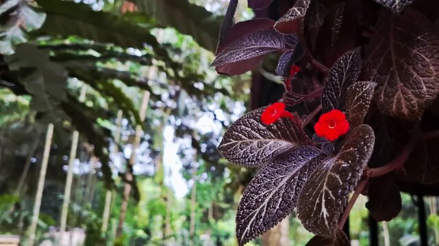 Episcia Cupreata Red Flowering Ornamental Plant from Africa. This plant features vibrant red flowers and red-toned leaves, making it an eye-catching decorative plant. commonly used for indoor design.