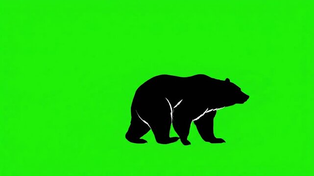 Silhouette of a walking bear against a vibrant green screen background perfect for compositing into video projects and adding wildlife elements to creative designs