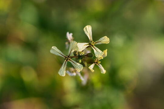Eruca sativa, also known as rocket, eruca or arugula  is an edible annual plant. Flowering plant. Top view.