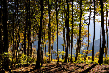 For&ecirc;t de Lescun