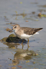 Temminck's stint wandering in a lake searching for food. A little lonely cute bird portrait shot.