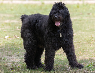 Bouvier des Flandres Dog  Standing Outdoors