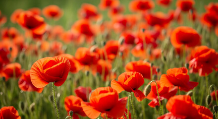 Fototapeta premium Field with many red poppy flowers, blurred background. It represents nature's beauty, summer season, and remembrance of sacrifice