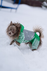 Little lilack chiwawa are playing in snow in winter time