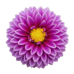 A vibrant and detailed close-up of a pink and purple dahlia flower