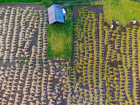 Rajshahi, Bangladesh - 28 April 2023: Aerial view of agricultural patterns where golden crops contrast with dark soil, punctuated by a small, rustic structure.