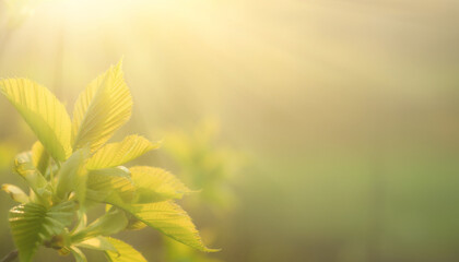 In Your Presence, I Find Peace &ndash; Green Background with Sunrise Hope and Renewal