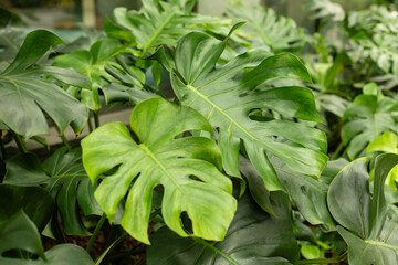 Obraz premium Large monstera leaves fill the space in a greenhouse. The light filters through the glass, highlighting the green foliage. The scene captures the beauty of nature