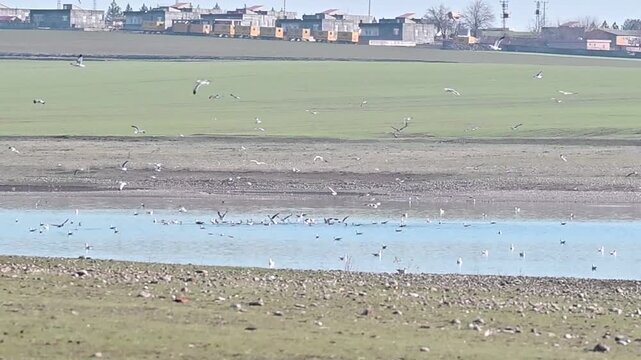 
It is possible to see thousands of Great Cormorant (Phalacrocorax carbo) and Little Egret (Egretta garzetta) birds together in the wetlands of the Tigris Valley. These photographs and videos were tak