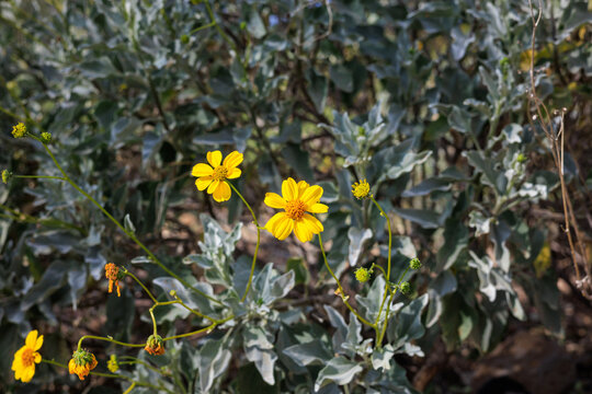 Close-up of vibrant yellow, daisy-like flowers of the brittlebush (Encelia farinosa) plant blooming in Arizona desert during warm winter months