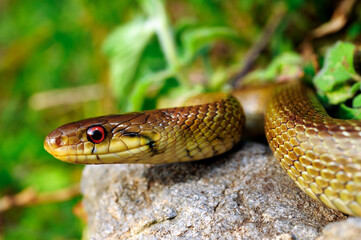 Obraz premium Italienische Äskulapnatter // Italian Aesculapian snake (Zamenis lineatus) - Sizilien, Italien