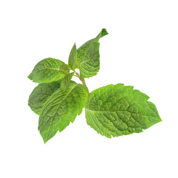 fresh mint isolated on white background