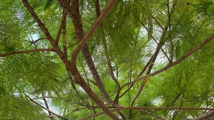 Fototapeta premium The view from under the canopy of shady trees with dense green leaves and spreading branches, brings a natural, shady and refreshing atmosphere to the outdoor environment.