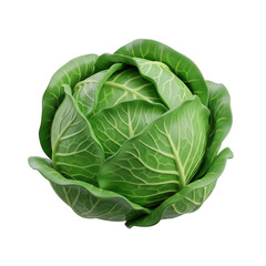 Fototapeta premium Fresh green cabbage