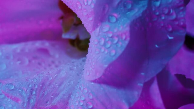 Vertical video. Purple flower. Bloom art. Defocused blue neon color eustoma plant water nature dew petals on abstract tropical background.