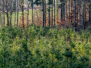 Obraz premium Wiederaufforstung im Mischwald