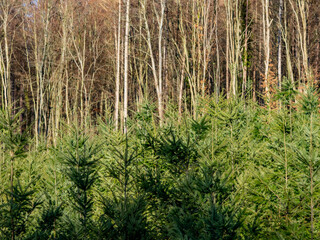 Obraz premium Wiederaufforstung im Mischwald