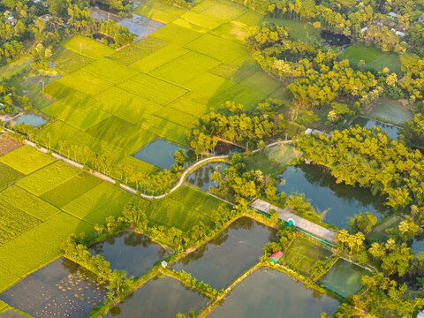 Aerial view of vibrant green paddy fields contrasting with dark ponds, separated by narrow roads and lush trees, Chandina, Chittagong Division, Bangladesh.