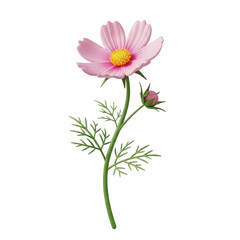 Delicate pink cosmos flower