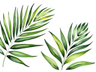 Fototapeta premium A close-up shot of three green leaves against a white background