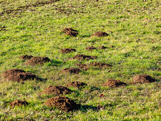 Viele maulwurfhaufen auf einer Wiese
