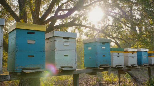 Bee hives in a row outdoors.