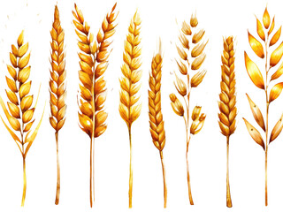 Obraz premium Fresh wheat stalks against a clean white surface