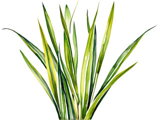 Obraz premium Close-up shot of a small potted plant with vibrant green leaves against a clean white background, ideal for branding or design projects