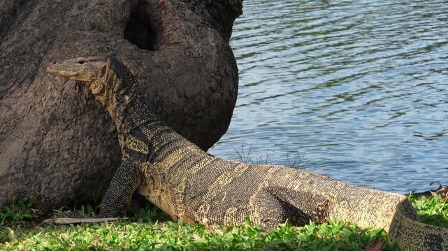 Wild monitor lizard scratching and rubbing head on tree near water in natural habitat. Animal behavior in the wild