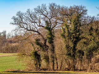 Mischwald im Winter © focus finder