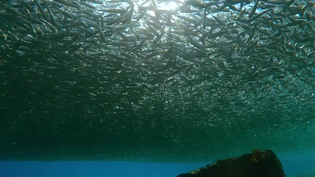 In shallows, vast, gray cloud of Hardyhead Silversides (Atherina) accumulates under surface for their spawning season. Shimmering sunlight from above backlights them, with glare on lens, panning up