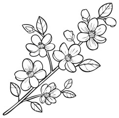 Hand-drawn Spring Blossom Branch: Outlined Cherry Flowers, Buds, and Leaves in Detailed Botanical Illustration