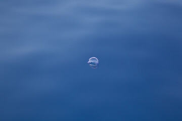 Portuguese man o' war man-o-war floats on the surface of the Atlantic Ocean © Richard Waghorn