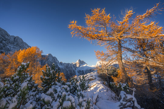 View of golden sunlight kissing the snow-dusted evergreens and deciduous trees, as jagged mountain peaks rise against a clear blue sky, Mojstrana, Jesenice, Slovenia.