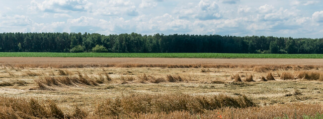 The felled wheat crop after the fall