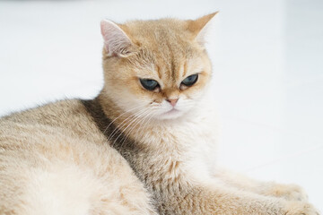 Naklejka premium Fluffy cat with golden fur and striking blue eyes resting on white surface, exuding calm and serene demeanor. This adorable feline captures attention with its unique features and soft texture