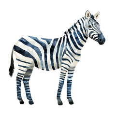 Zebra, elegant watercolor vector painting with refined details, isolated on a white background. © nuvex