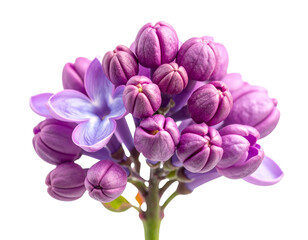 Obraz premium Lilac flower cluster isolated png on transparent background