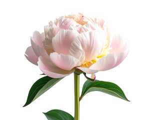 Obraz premium Pink peony flower isolated png on transparent background