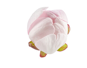 Peony flower bud isolated png on transparent background