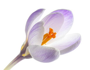 Crocus blossom isolated png on transparent background