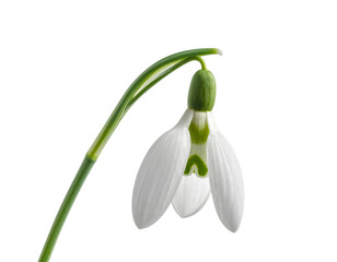 Snowdrop flower isolated png on transparent background