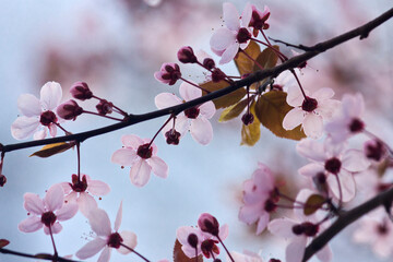 close-up of a branch of a blooming pink plum tree. Pink flowers of ornamental plum in spring