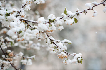 Obraz premium Cherry blooming branch with snow on flowers close up. Spring season. Bad weather.