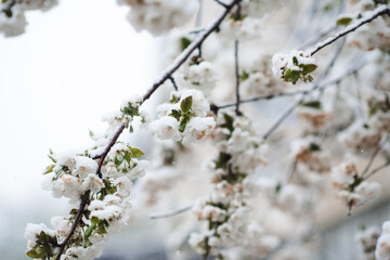 Fototapeta premium Cherry blooming branch with snow on flowers close up. Spring season. Bad weather.