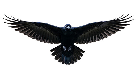 Obraz premium A black bird with outstretched wings in flight from a front viewpoint